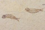 Five Fossil Fish (Knightia) Plate - Wyoming #111249-1